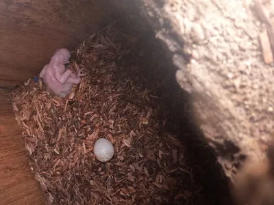 View inside macaw next showing egg and recent hatched bird