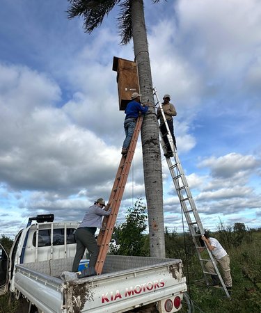 Two men installing a nestbox on a tree