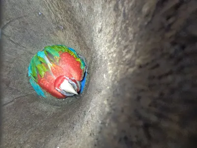 View of a macaw in a nest box