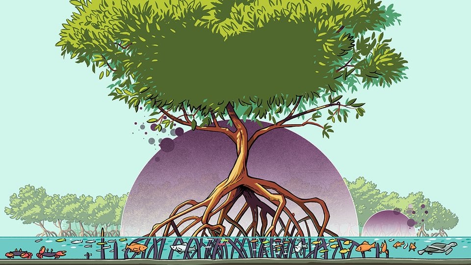 Graphic of mangrove tree with fish and wildlife in roots