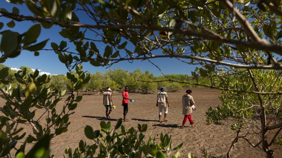 People walking in an open area surrounded by mangroves