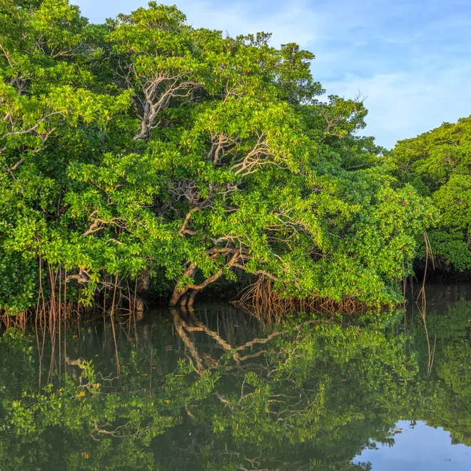 Bright green mangrove trees on the edge of water