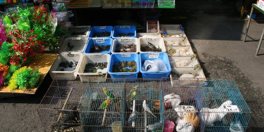 Live animals in cages at market