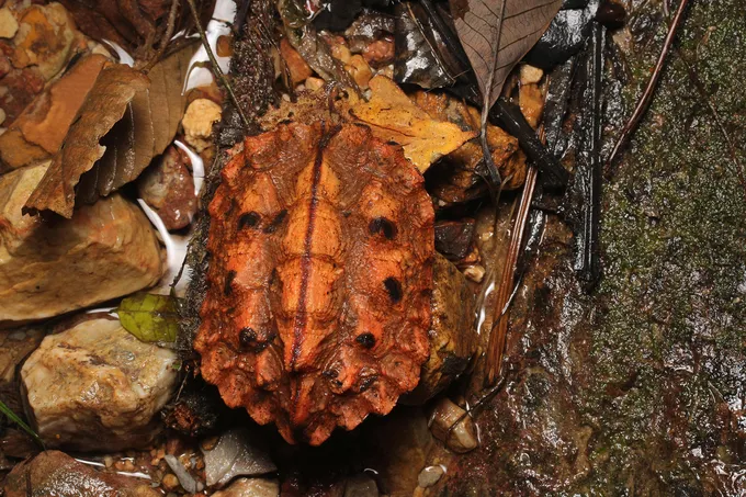 Mata mata turtle hidden in leaves