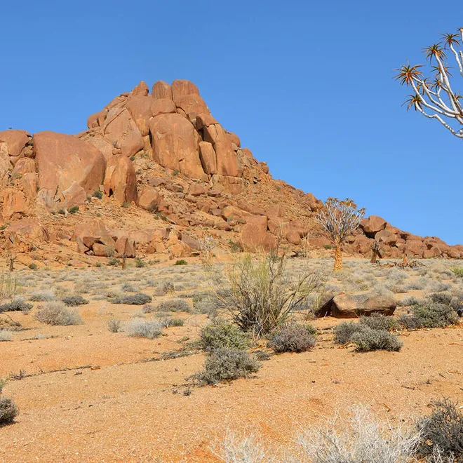 An orange dusty landscape with an orange rock formation and a desert tree with spiny branches
