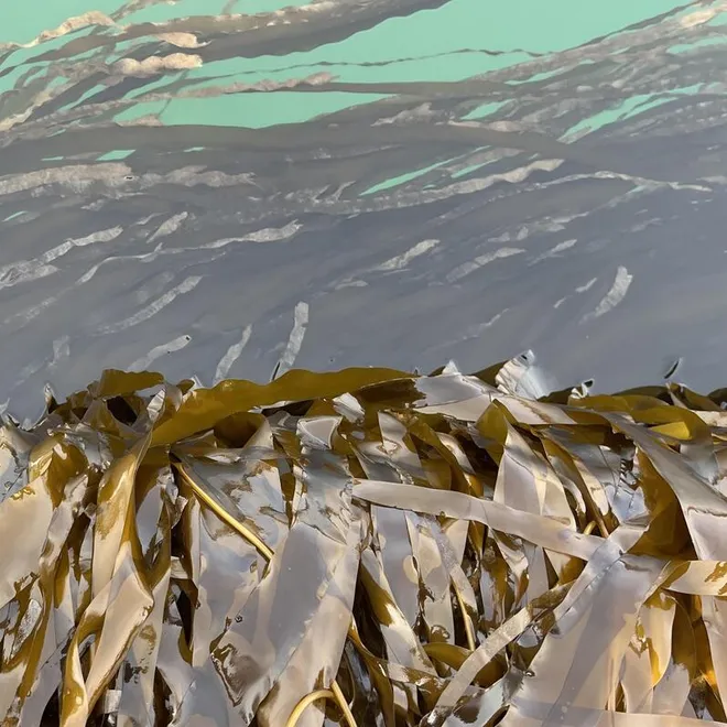 Farmed kelp is shown partially out of the water.