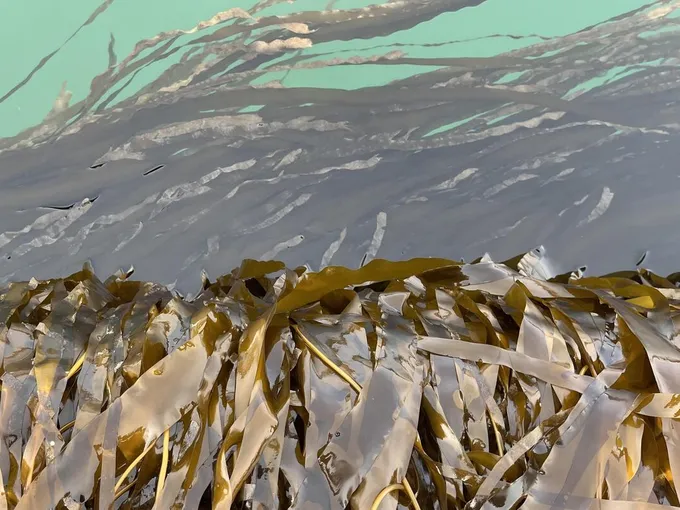 Farmed kelp is shown partially out of the water.