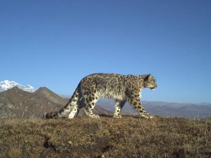 A snow leopard walks across a high ridge with mountains and a bright blue sky in the background