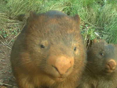 A wombat and its baby look at the camera