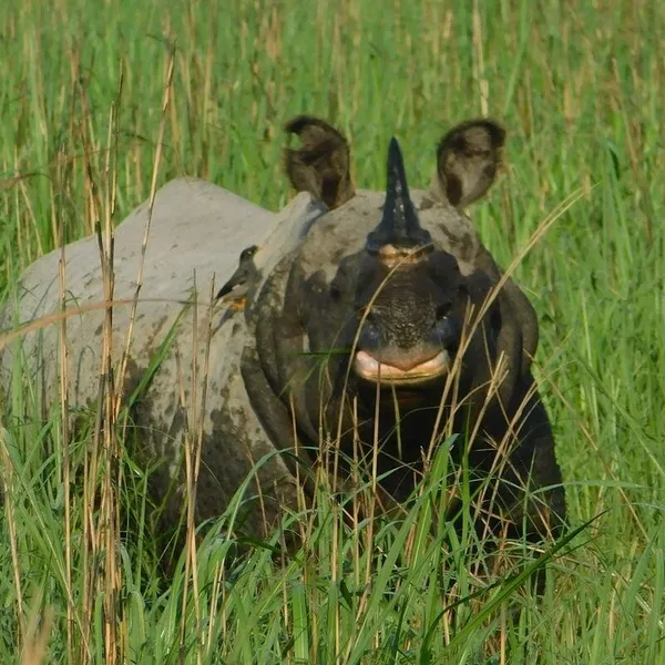 A greater one-horned rhino looks at the camera standing in tall green grass
