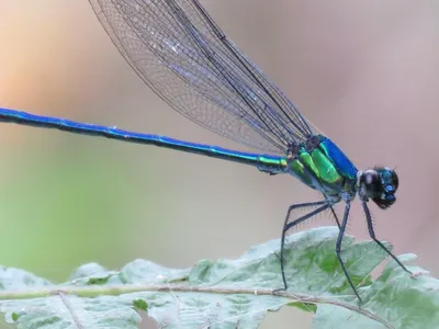 Umma gumma is an irridescent dragonfly sitting on a leaf