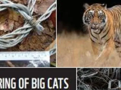 Cover of report featuring a variety of big cats found in mainlaind Asia