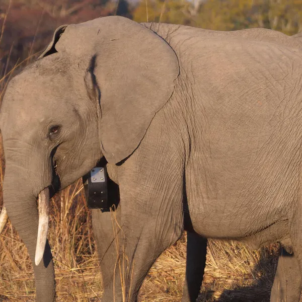 Portrait of an elephant wearing a black collar around its neck