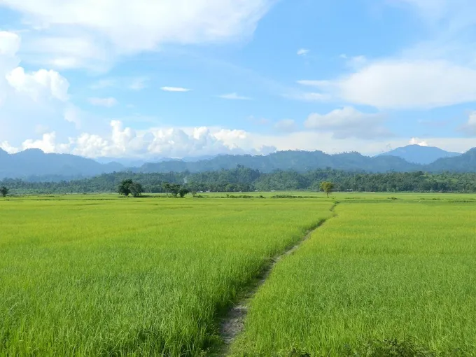 Field near Singlijan forest reserve, Assam, India