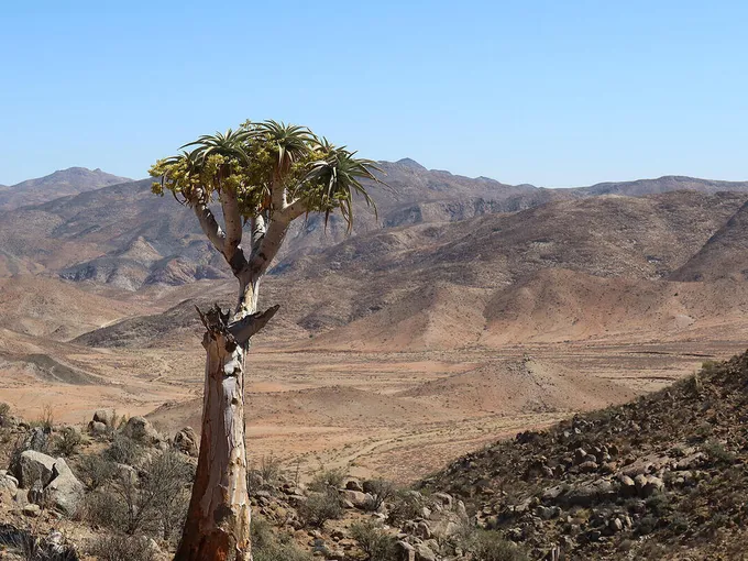 A brown landscape with a tree with spiky palm leaves at the center