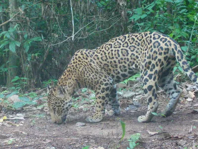 camera trap image of a jaguar in the Peruvian Amazon