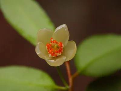 Cleyera bokorensis is a beige flower with bright red in the middle