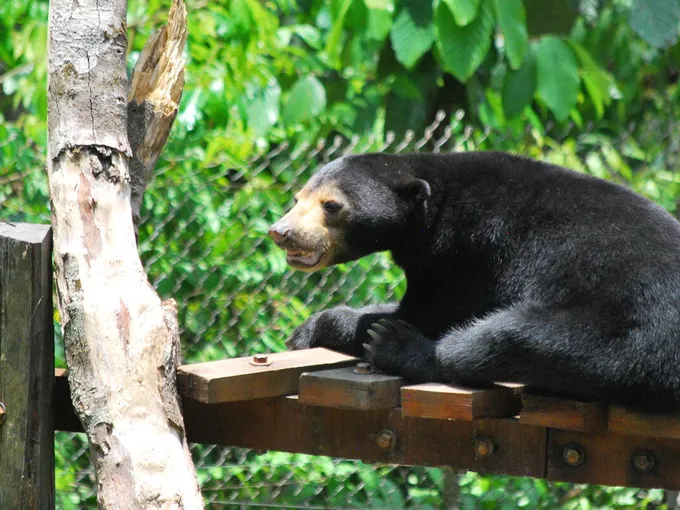 A sun bear sits on a wooden platform, facing away from the camera and looking towards the left