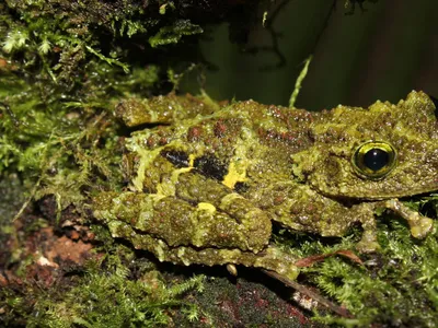 A tree frog with skin that looks like moss sits in a tree