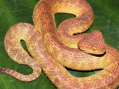 Atheris mongoensis, an orange-brown snake, sits on a green floor