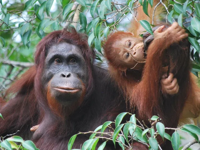 An adult orangutan sitting in a tree looks towards the while a child orangutan plays nearby