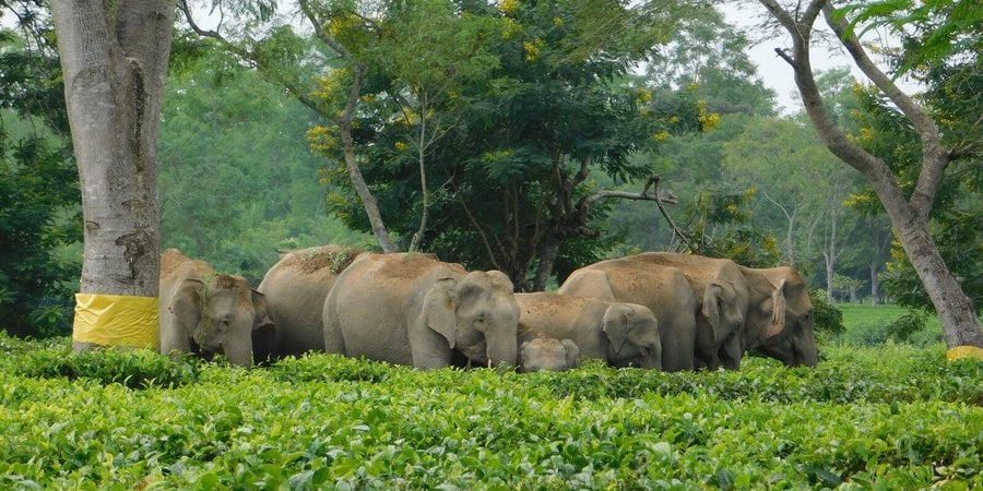Herd of elephants walking through tea garden in Assam, India