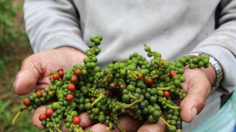 A close up a pair of hands holding a bunch of freshly picked green pepper berries, with some red berries sprinkled in throughout the bunch
