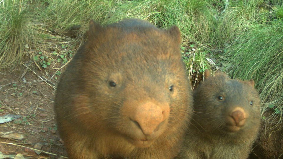 Two large brown wombats with green grass in the background