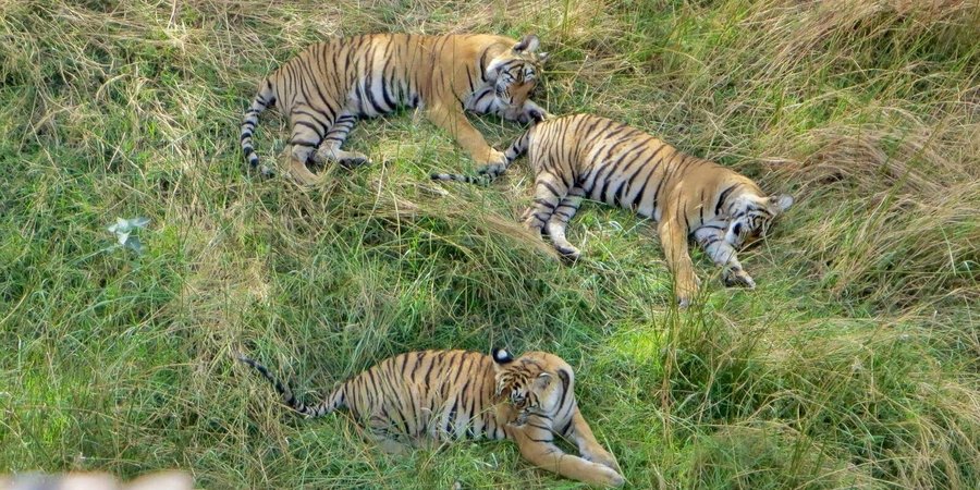 Three tigers lounge in green grass in India