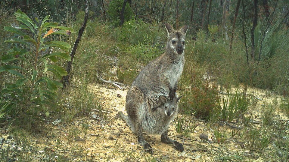 A red necked wallaby with a joey in her pocket stands in the forest