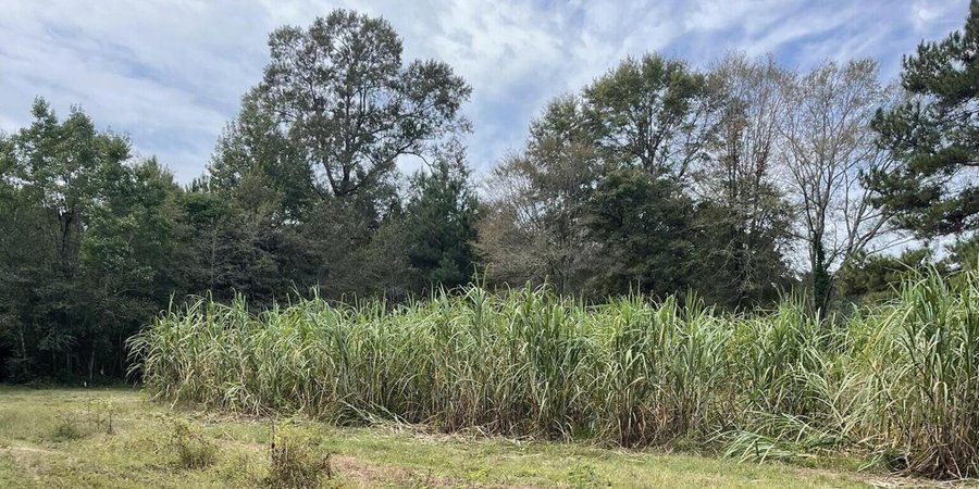 grass landscape and sky of Heirs's property in Mississippi