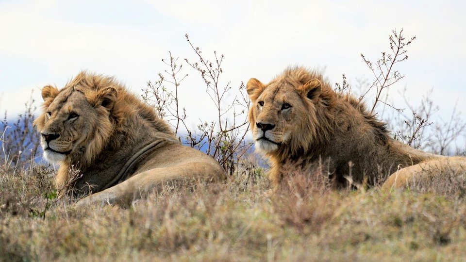 Two male lions lying in the tall grass looking off into the distance