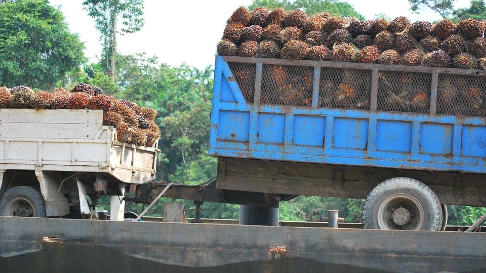 Two large transport trucks carrying harvested palm fruits.