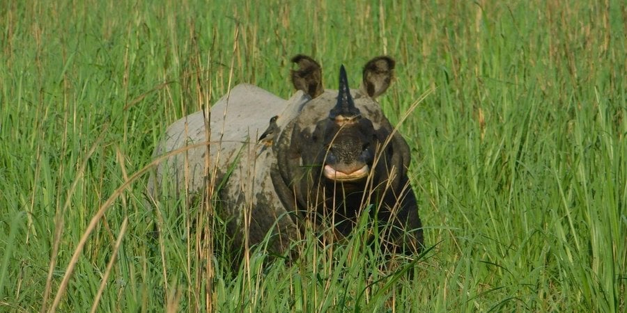Tracking Disease to Protect India's One-Horned Rhinos | WWF