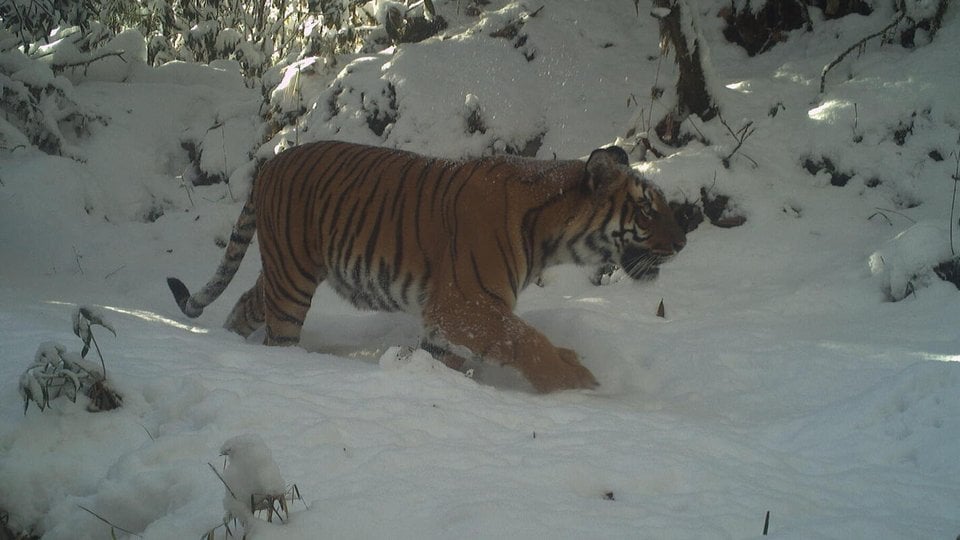 A tiger recorded on a camera trap in Bhutan during the 2021-2022 national tiger survey.
