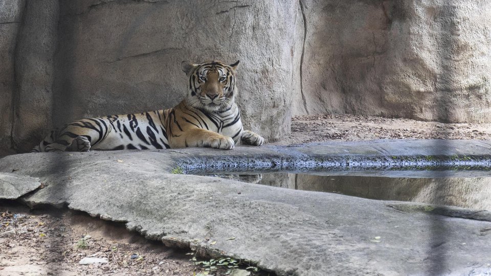 Tiger lying down, looking out through cage