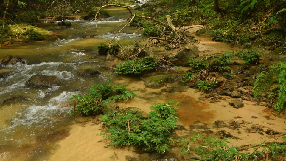 Forest_Malaysia