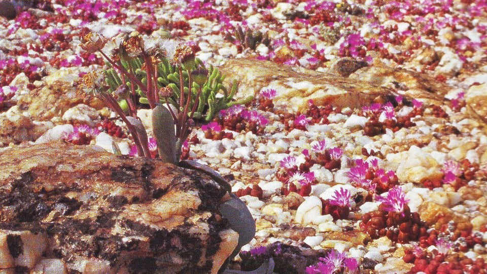 Desert landscape with pink flowers