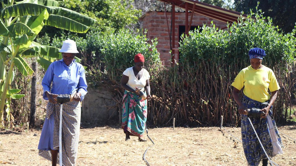 Three women install drip irrigation on a plot of land