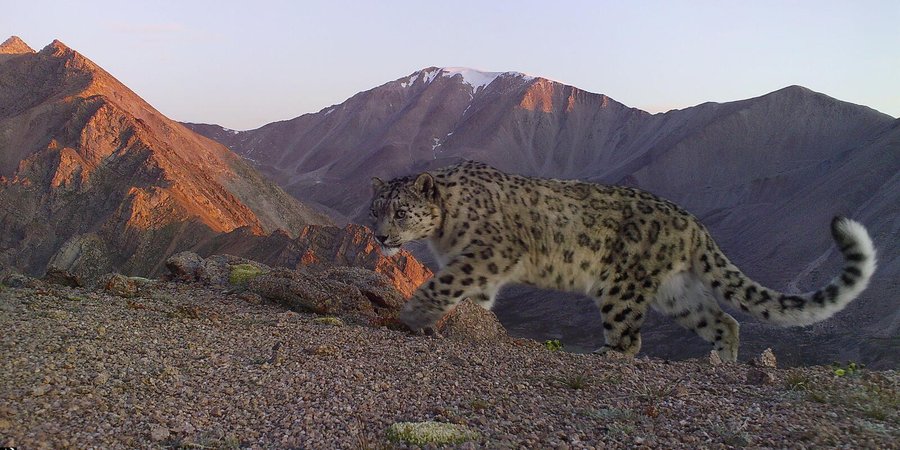 A snow leopard stalks along a mountain pass in Mongolia