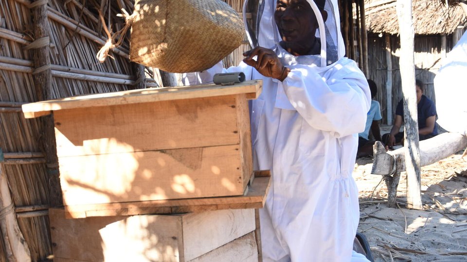 A Malagasy man in a bee suit holds up a bee basket next above bee hive boxes.