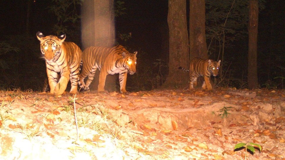 Tigers recorded on camera trap in Bhutan during the 2021-2022 national tiger survey.