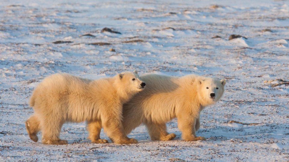 Two large polar bears walking across an icy landscape.