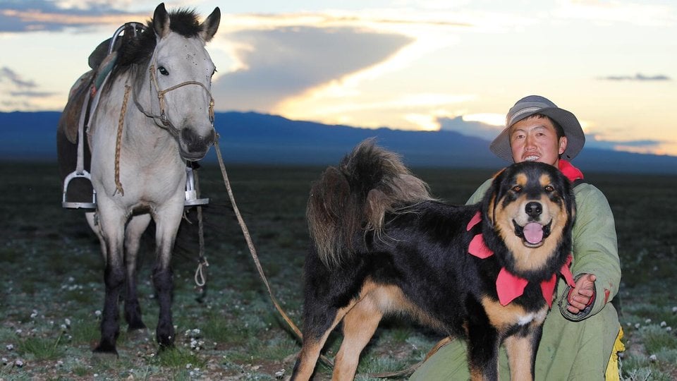 A man sits in the grass at dusk with his dog and horse