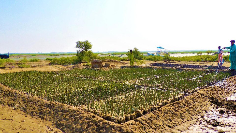 A photo showing an outdoor landscape with seedlings for mangroves in mud.