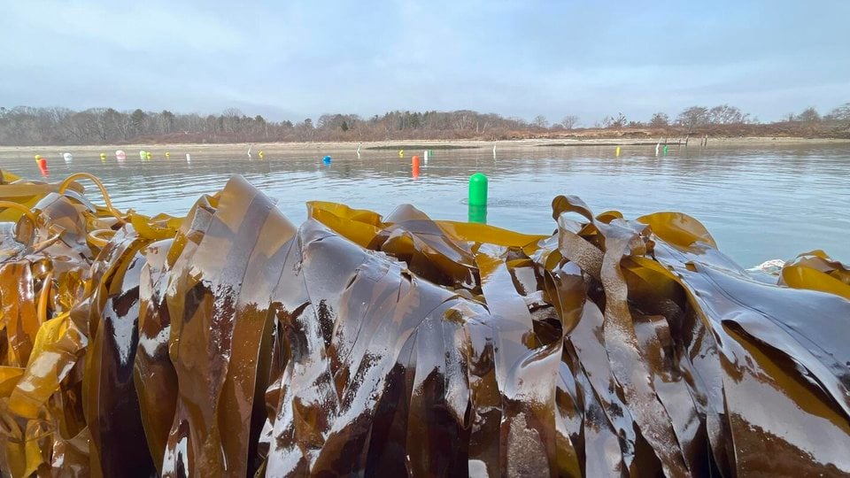 Close-up of a line of kelp out of the water from Nate Johnson's farm