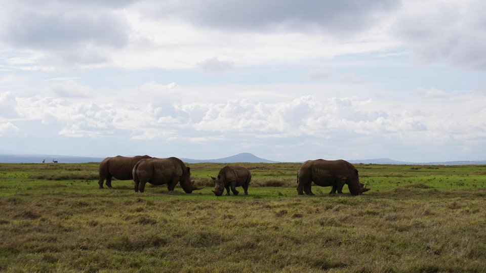 A crash of rhinos stand in an open green expanse