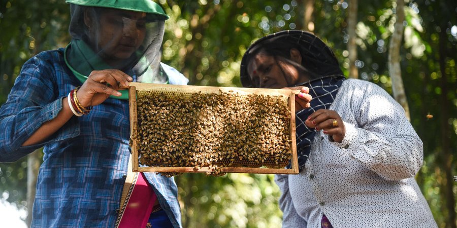Two people hold up a tray from a beehive full of bees