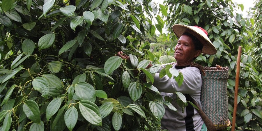 A woman in a straw hat picks pepper off of large green pepper vines