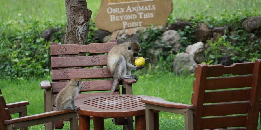 A monkey eats while sitting on a chair in front of a sign indicating a human-wildlife boundary